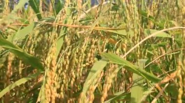 Olgun sarı pirinç tarlası