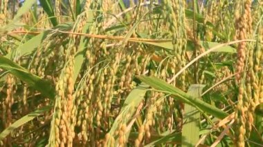 Olgun sarı pirinç tarlası