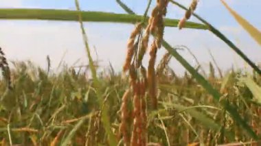 Olgun sarı pirinç tarlası