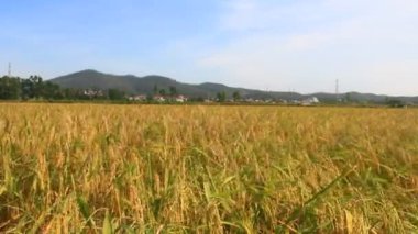 Olgun sarı pirinç tarlası