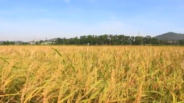 Olgun sarı pirinç tarlası