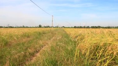 Olgun sarı pirinç tarlası