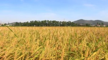 Olgun sarı pirinç tarlası