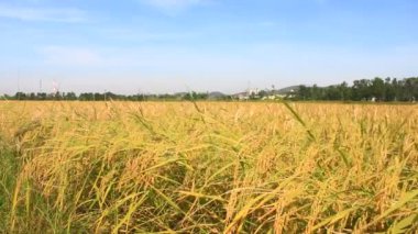 Olgun sarı pirinç tarlası