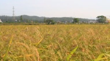 Olgun sarı pirinç tarlası