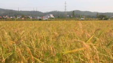 Olgun sarı pirinç tarlası