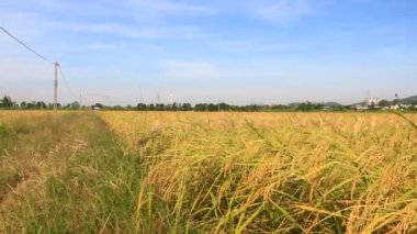 Olgun sarı pirinç tarlası