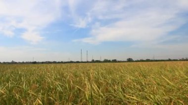 Olgun sarı pirinç tarlası