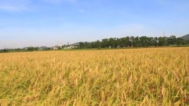 Olgun sarı pirinç tarlası