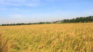 Olgun sarı pirinç tarlası