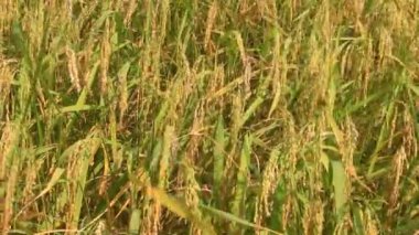 Olgun sarı pirinç tarlası