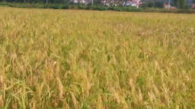 Olgun sarı pirinç tarlası