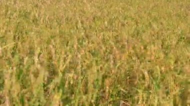 Olgun sarı pirinç tarlası