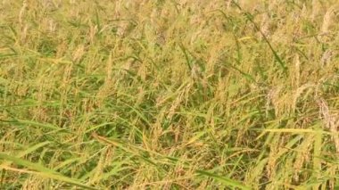 Olgun sarı pirinç tarlası