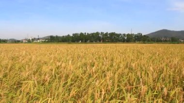 Olgun sarı pirinç tarlası