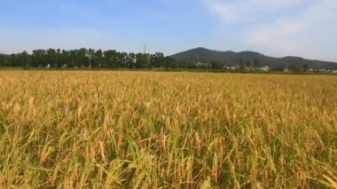 Olgun sarı pirinç tarlası