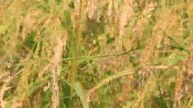 Olgun sarı pirinç tarlası