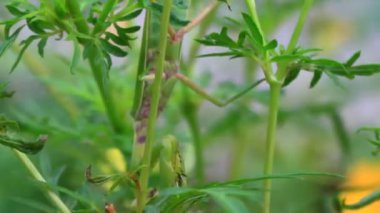 Ağaçtaki peygamberdevesi