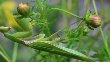 Ağaçtaki peygamberdevesi