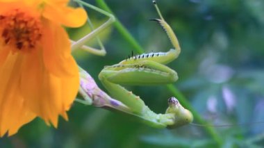 Ağaçtaki peygamberdevesi