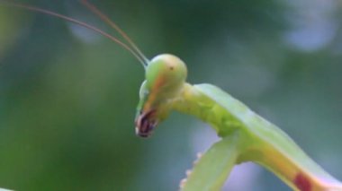 Ağaçtaki peygamberdevesi