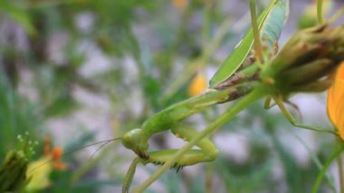 Ağaçtaki peygamberdevesi