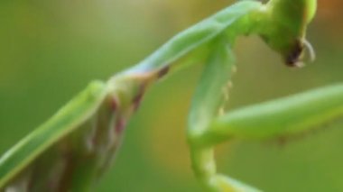  Ağaçtaki peygamberdevesi