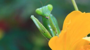  Ağaçtaki peygamberdevesi