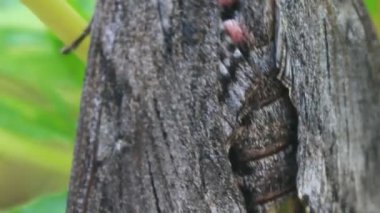 kahverengi kelebek çiçek ağacında