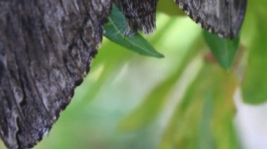 kahverengi kelebek çiçek ağacında