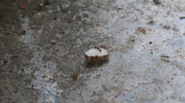 Karıncaların yiyecek arama görüntüleri