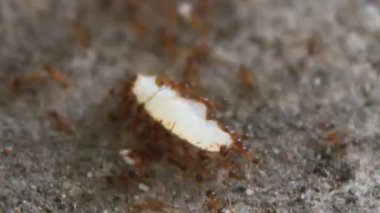 Karıncaların yiyecek arama görüntüleri