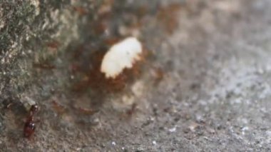 Karıncaların yiyecek arama görüntüleri