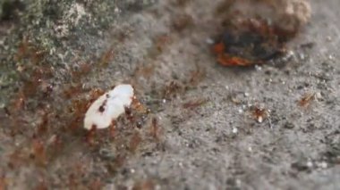 Karıncaların yiyecek arama görüntüleri