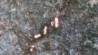 Karıncaların yiyecek arama görüntüleri