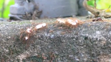 Karıncaların yiyecek arama görüntüleri