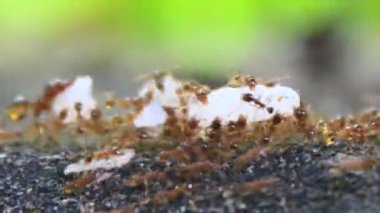 Karıncaların yiyecek arama görüntüleri