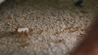 Karıncaların yiyecek arama görüntüleri