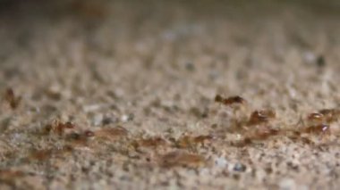 Karıncaların yiyecek arama görüntüleri