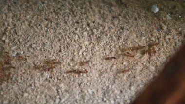 Karıncaların yiyecek arama görüntüleri