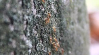 Karıncaların yiyecek arama görüntüleri