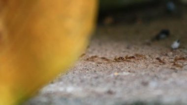 Karıncaların yiyecek arama görüntüleri