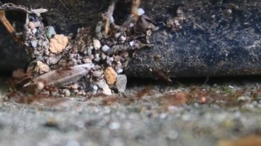 Karıncaların yiyecek arama görüntüleri