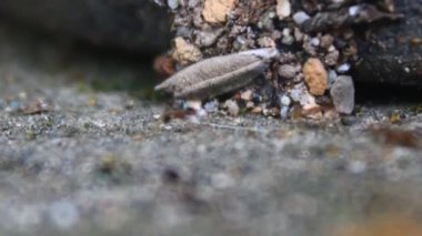 Karıncaların yiyecek arama görüntüleri