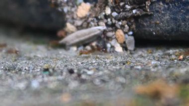 Karıncaların yiyecek arama görüntüleri