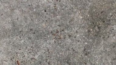 Karıncaların yiyecek arama görüntüleri