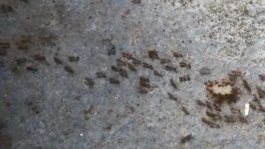 Karıncaların yiyecek arama görüntüleri