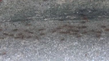 Karıncaların yiyecek arama görüntüleri