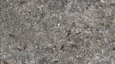 Karıncaların yiyecek arama görüntüleri