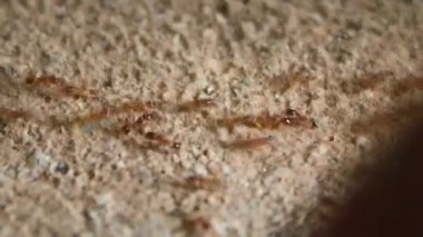 Karıncaların yiyecek arama görüntüleri